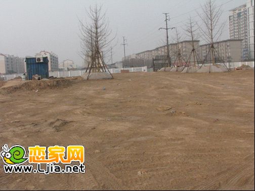 美的城工地現(xiàn)場(chǎng)移植的銀杏樹
