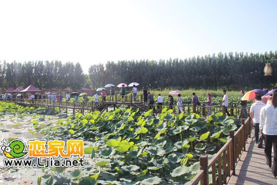 通往用餐地的荷花池