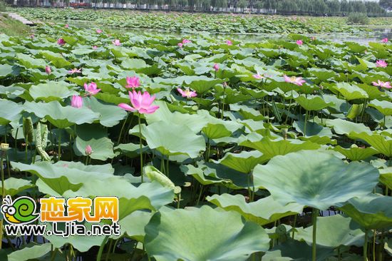 白洋淀精品荷園