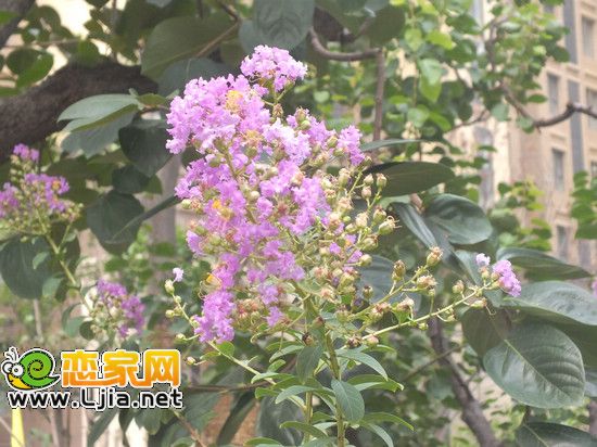 阿爾卡迪亞碧水灣景觀小品 盛開的花朵