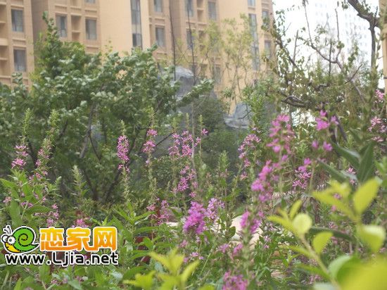 阿爾卡迪亞碧水灣景觀小品 綠植