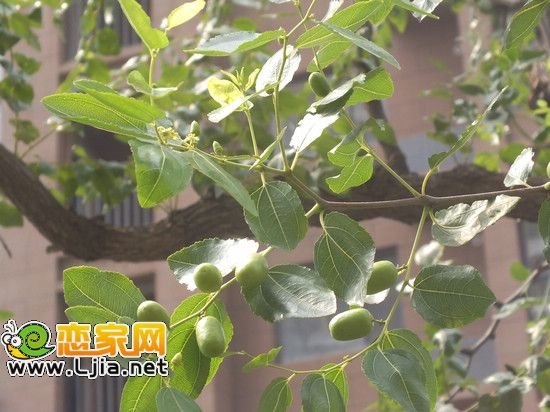 阿爾卡迪亞碧水灣景觀小品 果實(shí)