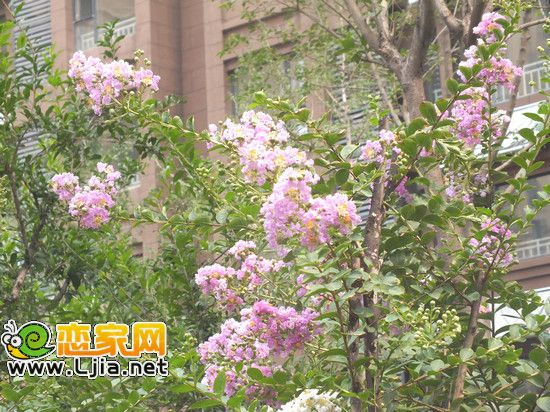 阿爾卡迪亞碧水灣景觀小品 果樹