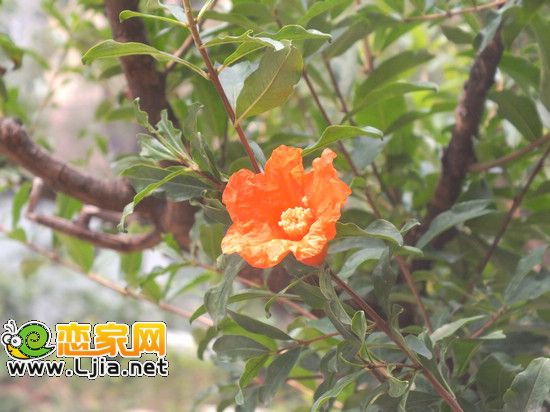 阿爾卡迪亞碧水灣景觀小品 花朵