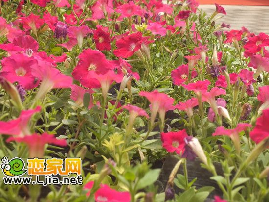 阿爾卡迪亞碧水灣景觀小品 色彩明亮的花朵
