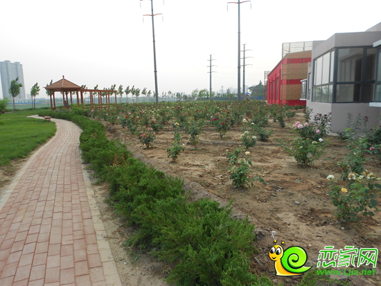 圣水湖畔沿支漳河綠化景觀帶實(shí)景
