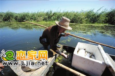 白洋淀2000畝水域魚(yú)3天死光