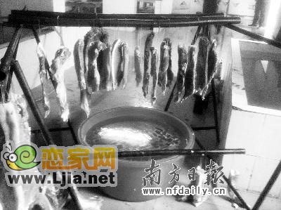 分割豬肉。