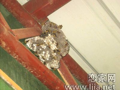 巨型蜂巢懸垂房檐數(shù)月 邯鄲消防15分鐘剿除