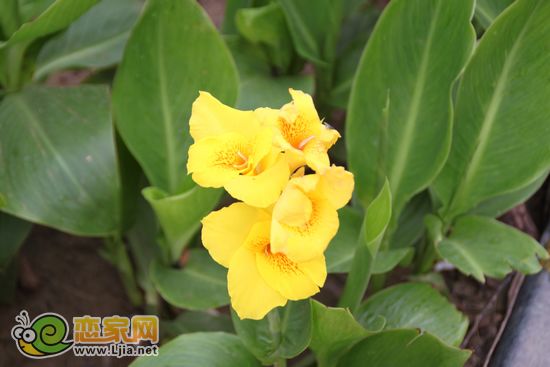 趙都新城5號(hào)地園林花草