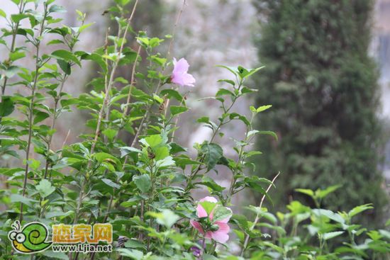 趙都新城5號(hào)地園林花草