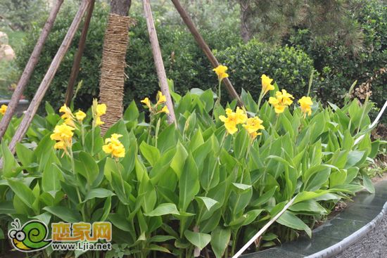 趙都新城5號(hào)地園林花壇