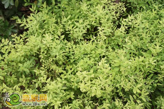 趙都新城5號(hào)地園林景觀