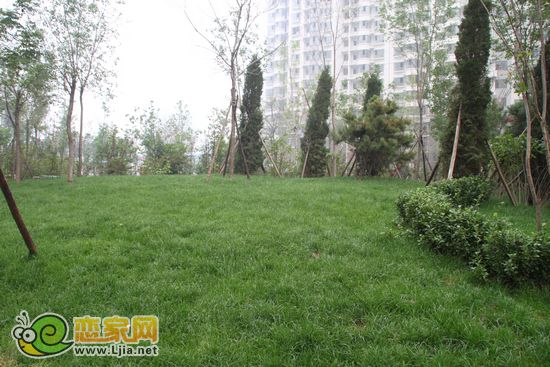 趙都新城5號(hào)地 綠化草地