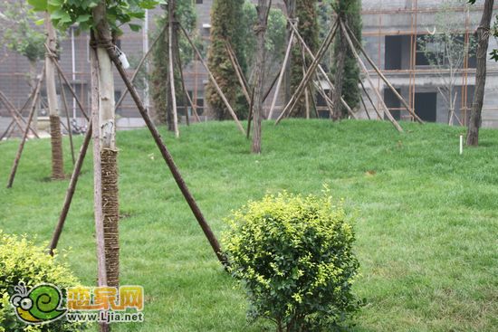 趙都新城5號(hào)地 綠化草地