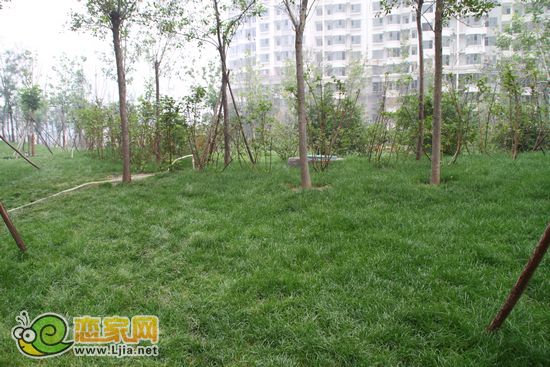 趙都新城5號(hào)地 綠化草地