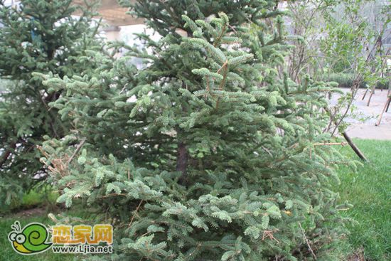 趙都新城5號(hào)地園林樹(shù)木
