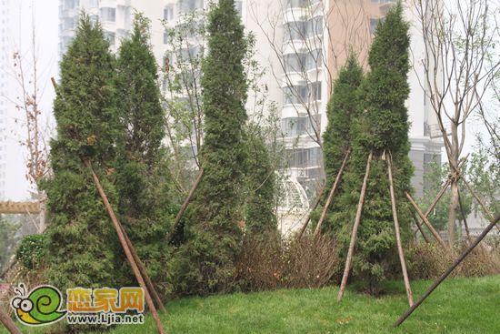趙都新城5號(hào)地園林樹(shù)木