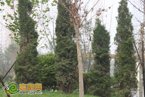趙都新城5號(hào)地園林樹(shù)木