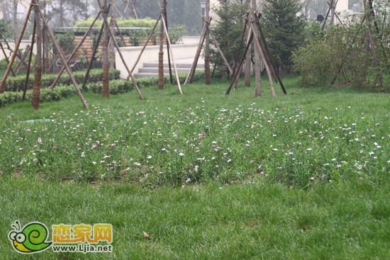 趙都新城5號(hào)地園林景觀草坪上的小花朵