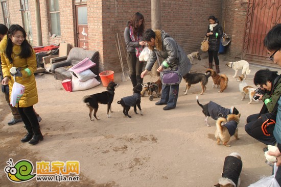 愛心人士給流浪狗喂食
