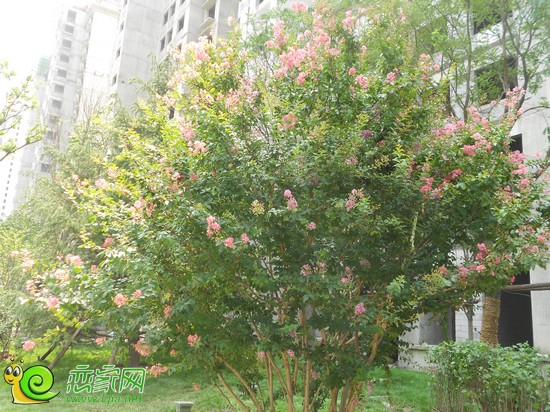 聯(lián)邦·御景江山項目園林景觀（2013.7.19）