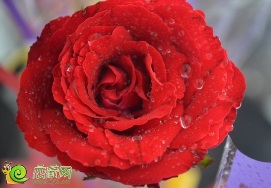 玫瑰花盛開(kāi)