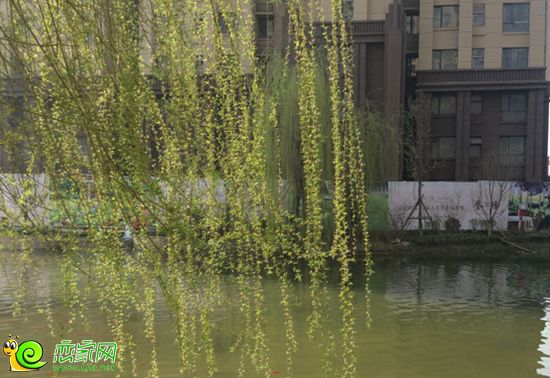 美的城園林實景