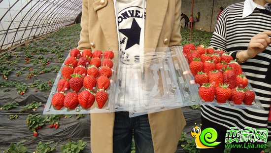 業(yè)主展示自己的采摘成果