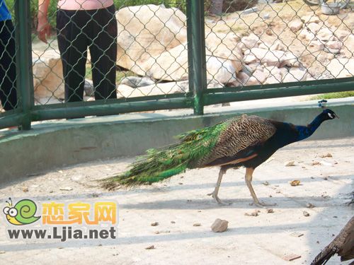 阿爾卡迪亞小區(qū)內(nèi)的孔雀