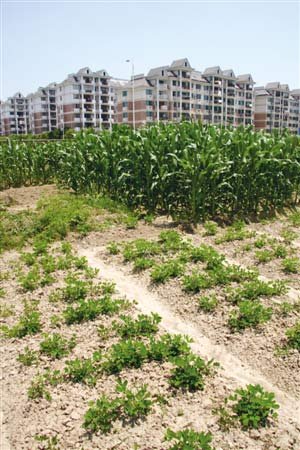 這塊土地閑置太久成了周邊居民菜地