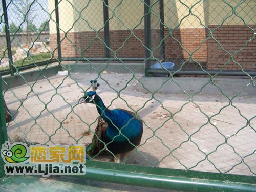 阿爾卡迪亞景觀建設中