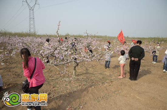 網(wǎng)友進入桃花園