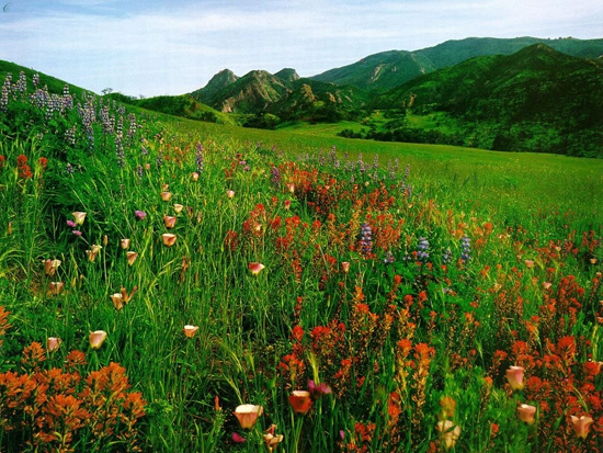 山間的野花