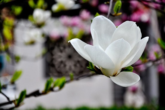 樓市百花齊放示意圖