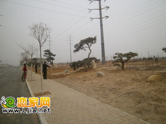 綠化植被中