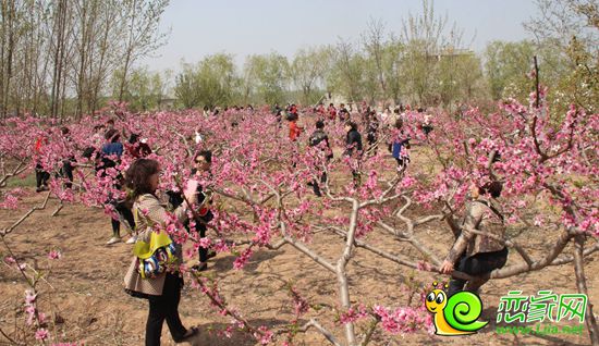 榮盛業(yè)主門正在桃林賞桃花