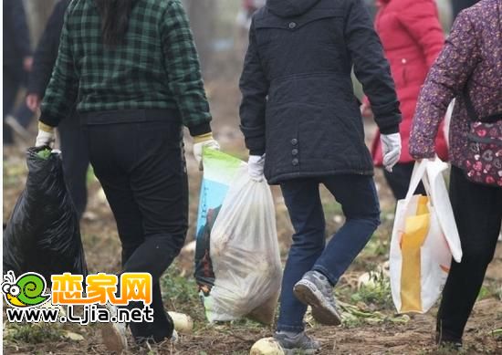 (市民滿載而歸，一些差的蘿卜被任意扔在菜地上) 