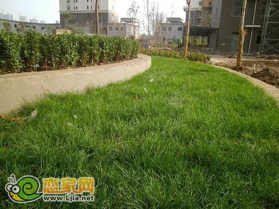 趙都新城2號(hào)地尚和園小區(qū)綠化