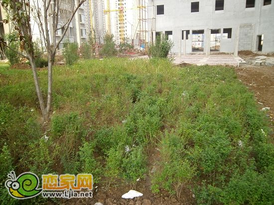 趙都新城2號地尚和園小區(qū)綠化