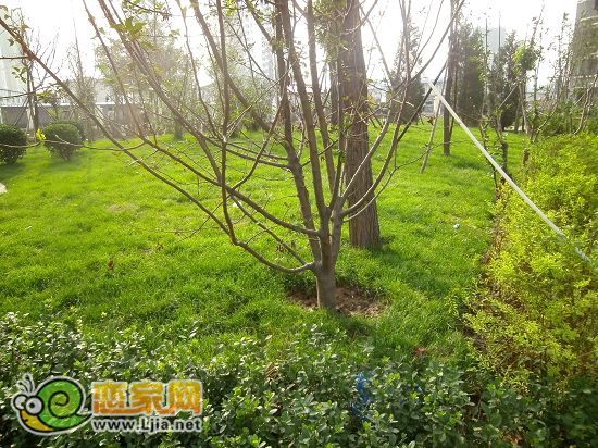 趙都新城5號(hào)地綠和園小區(qū)景觀