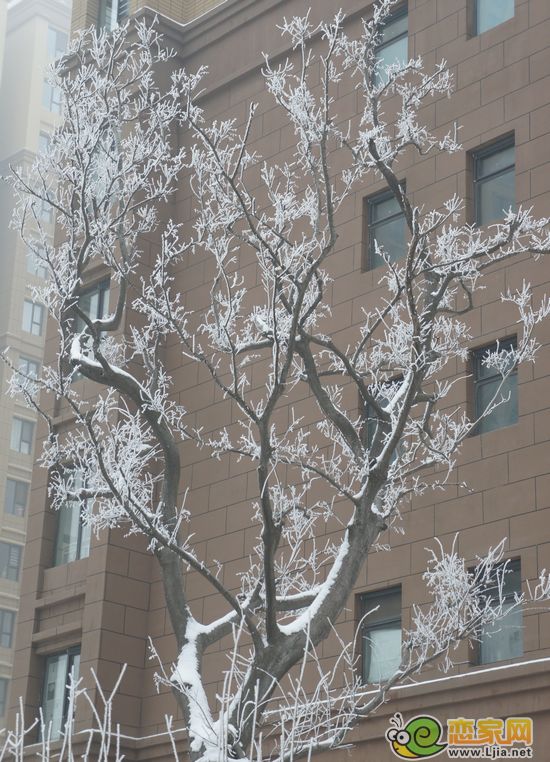 冰雕玉琢