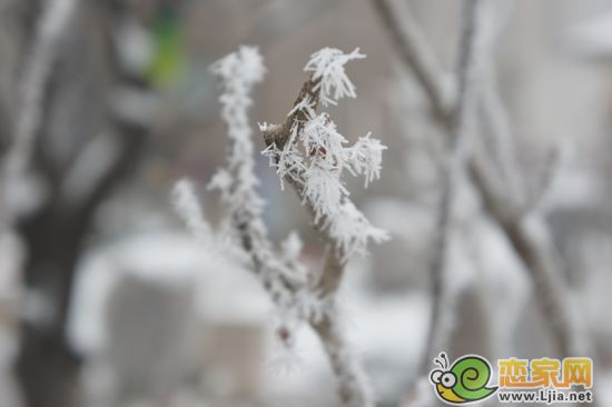 細(xì)看那雪毛茸茸、亮晶晶細(xì)看那雪，毛茸茸、亮晶晶