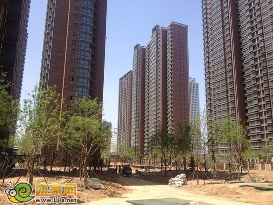 部分業(yè)主反饋：樹種的太密了；其實還有40%還沒有移植 