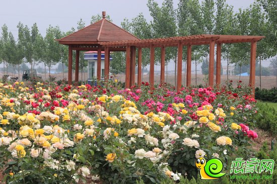 圣水湖畔南面廣場(chǎng)景觀