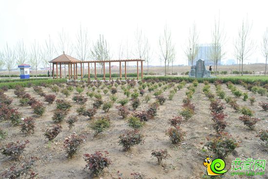 售樓部后面的小花園