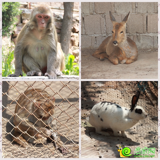 天河山動物園里部分小動物