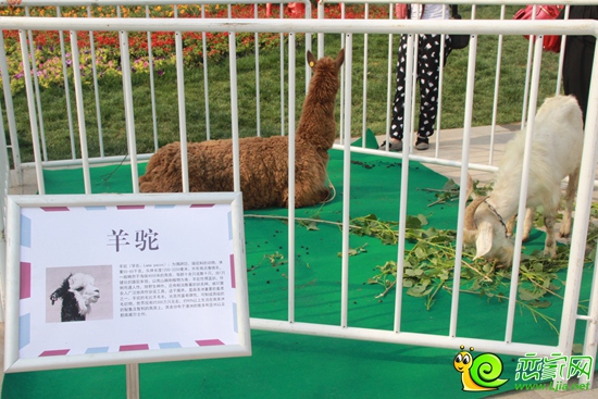 羊駝
