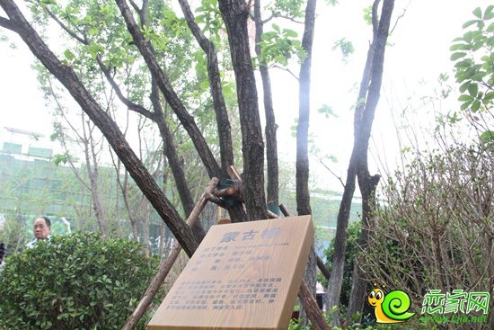 恒大名都珍稀植被物種——蒙古櫟