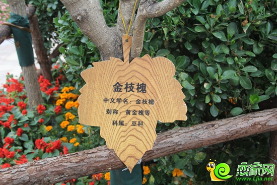 恒大名都珍稀植被物種——金枝槐